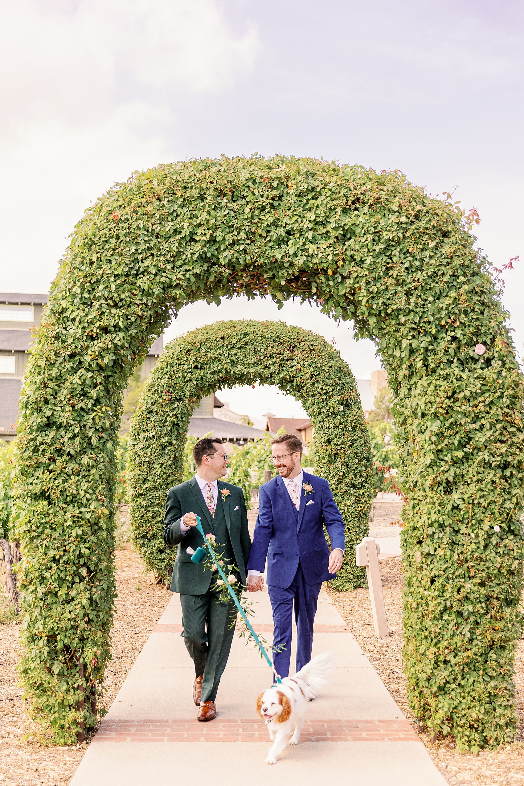 Grooms walk under garden arches walking their white dog and smiling at each other during their ponte winery wedding