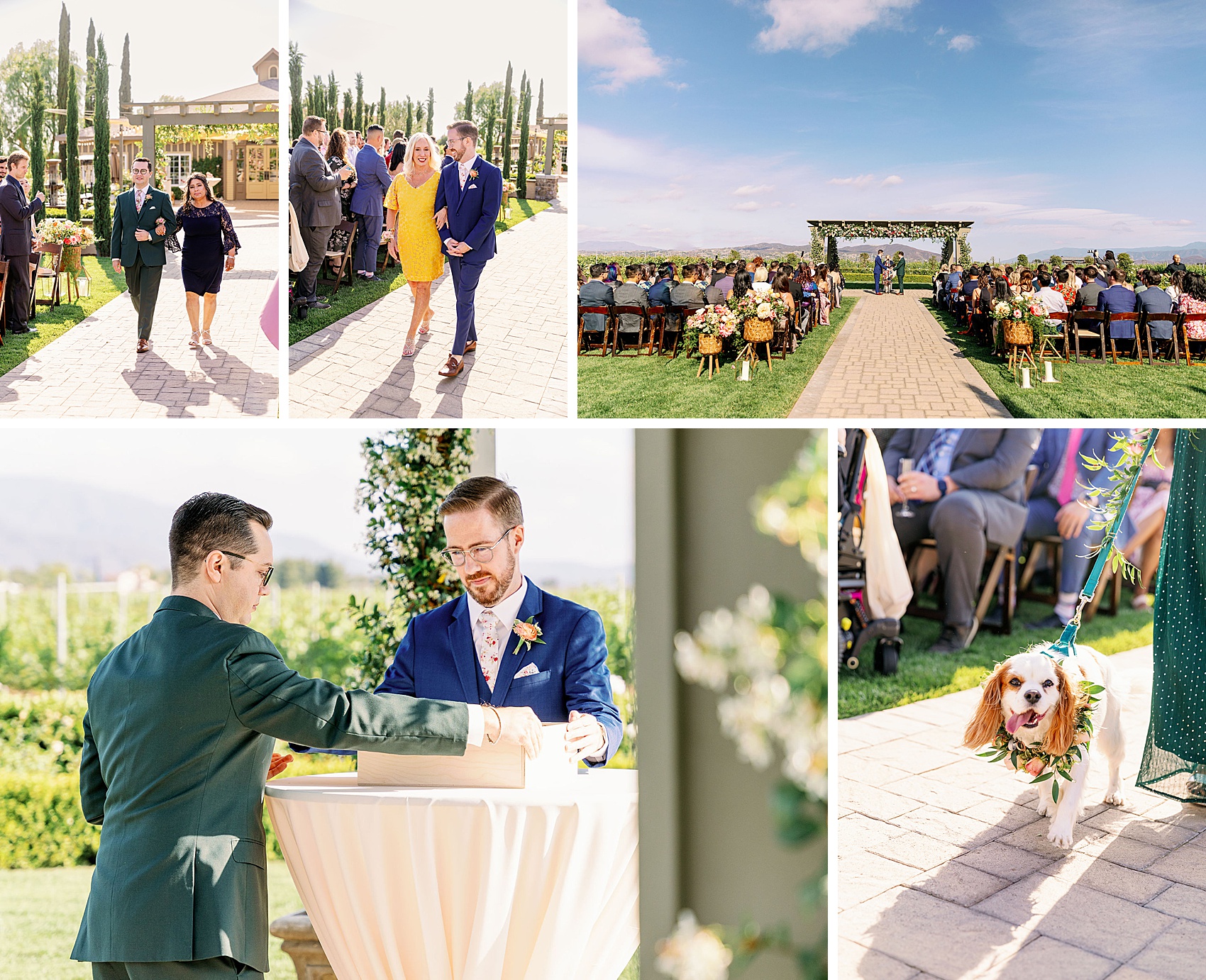 Grooms walk up the aisle with family to their outdoor ponte winery wedding ceremony with their puppy