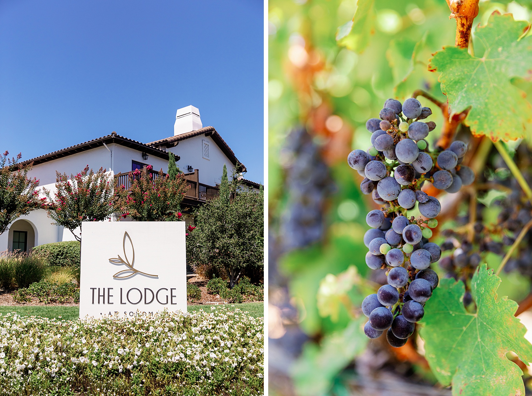 Details of the front sign and ripe grapes on the vine at the lodge at sonoma wedding venue